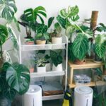 air purifier and plants