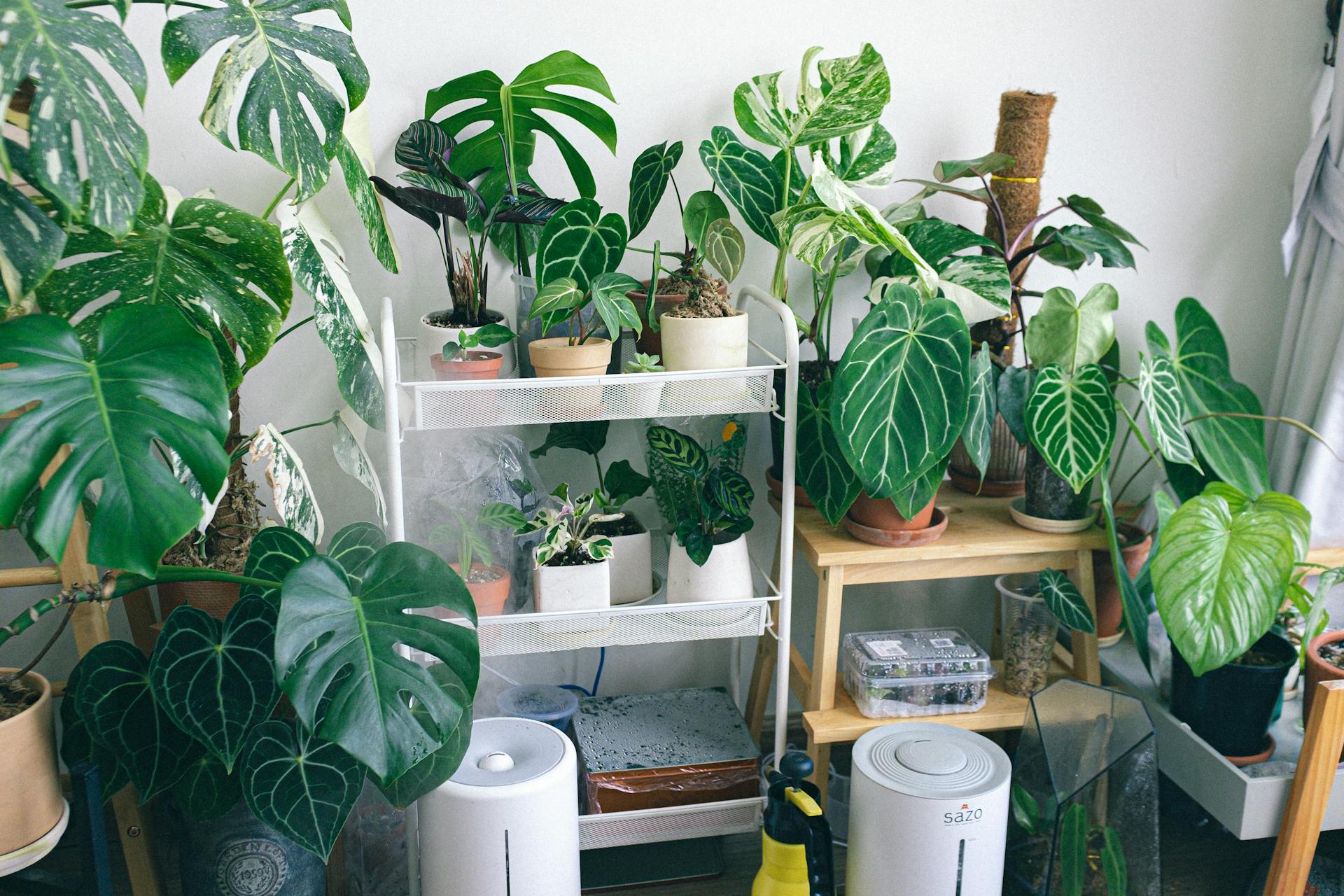 air purifier and plants